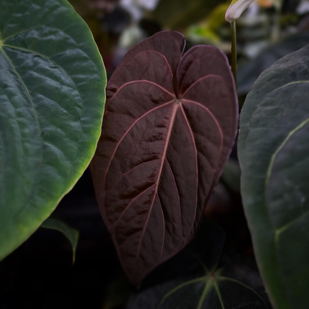 Anthurium (pap x antolakii Dark Phoenix) x dress carla • germinated seeds