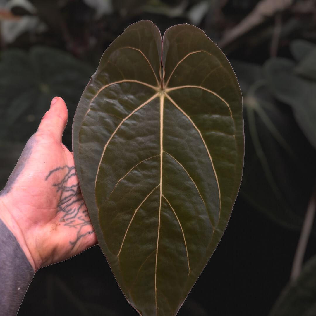 Anthurium (pap x antolakii Dark Phoenix) x dress carla • germinated seeds