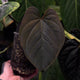 Anthurium MV Port x Eastern Dress • germinated seeds