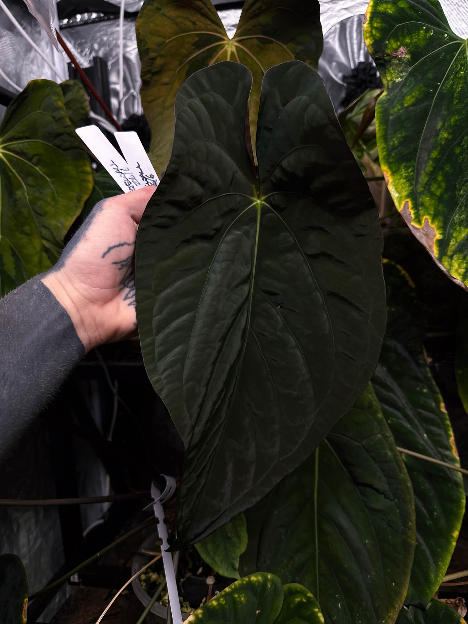 Anthurium Midnight Velvet x Eyewall • germinated seeds