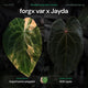 Anthurium forgetii hybrid variegated x NOID 'Jayda' • germinated seeds