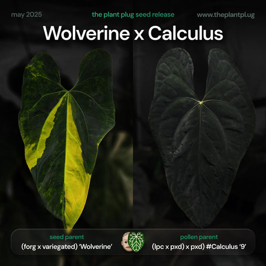 Anthurium forgetii hybrid variegated 'Wolverine' x #Calculus • germinated seeds