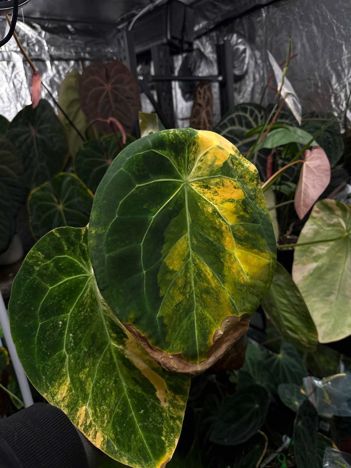 Anthurium forgetii hybrid variegated x NOID 'Jayda' • germinated seeds