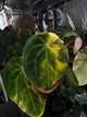 Anthurium forgetii hybrid variegated x NOID 'Jayda' • germinated seeds