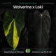 Anthurium Wolverine x Loki • germinated seeds