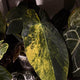 Anthurium forg pap variegated x pap bess • germinated seeds