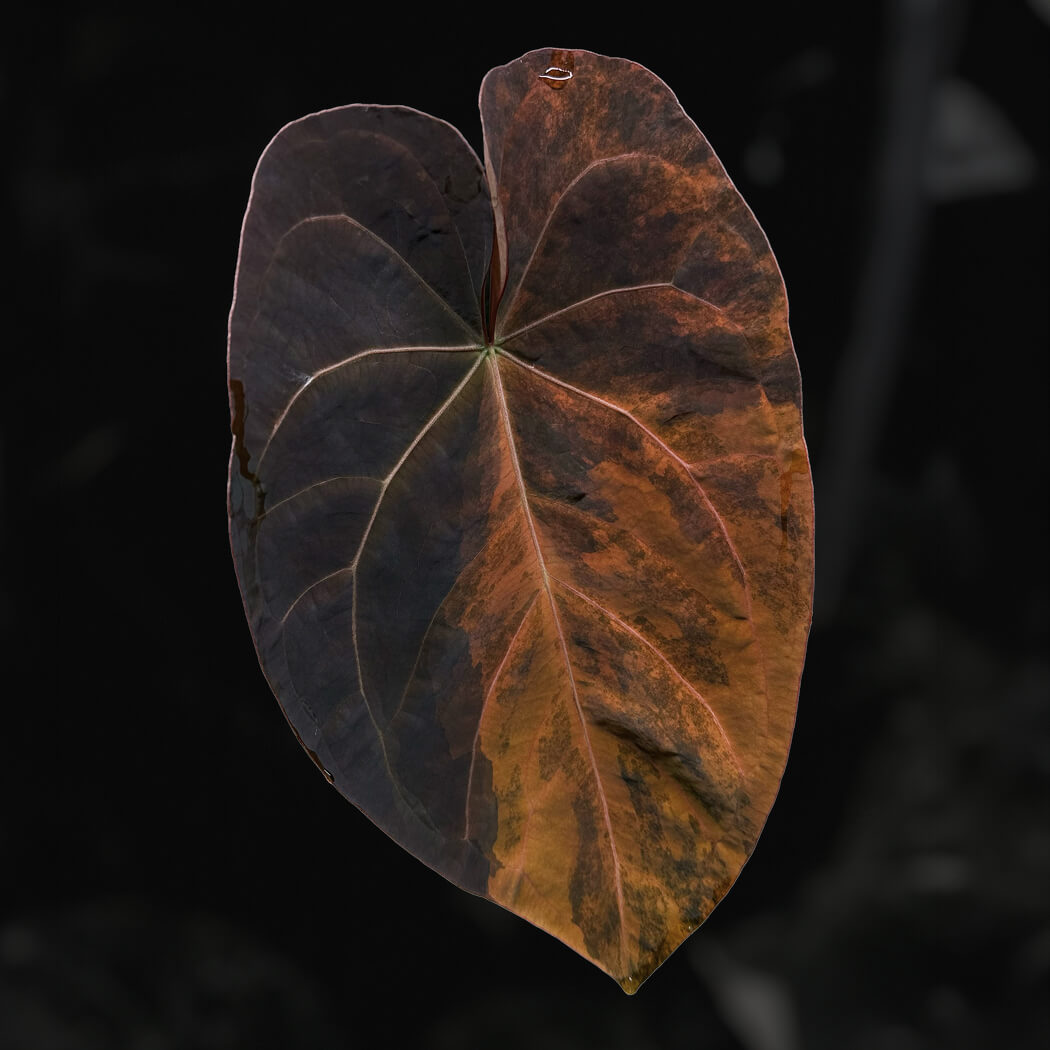 Anthurium 'Fruchoc' x open • germinated seeds