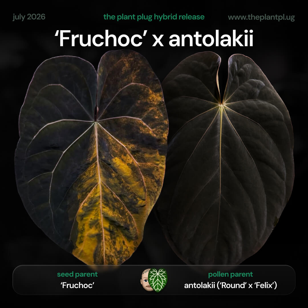 Anthurium 'Fruchoc' x antolakii ('Round' x 'Felix') • germinated seeds