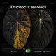 Anthurium 'Fruchoc' x antolakii ('Round' x 'Felix') • germinated seeds