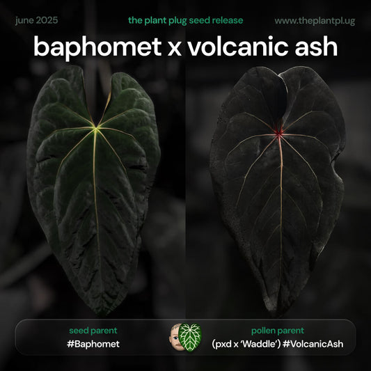 Anthurium Baphomet x Volcanic Ash • germinated seeds