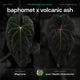 Anthurium Baphomet x Volcanic Ash • germinated seeds