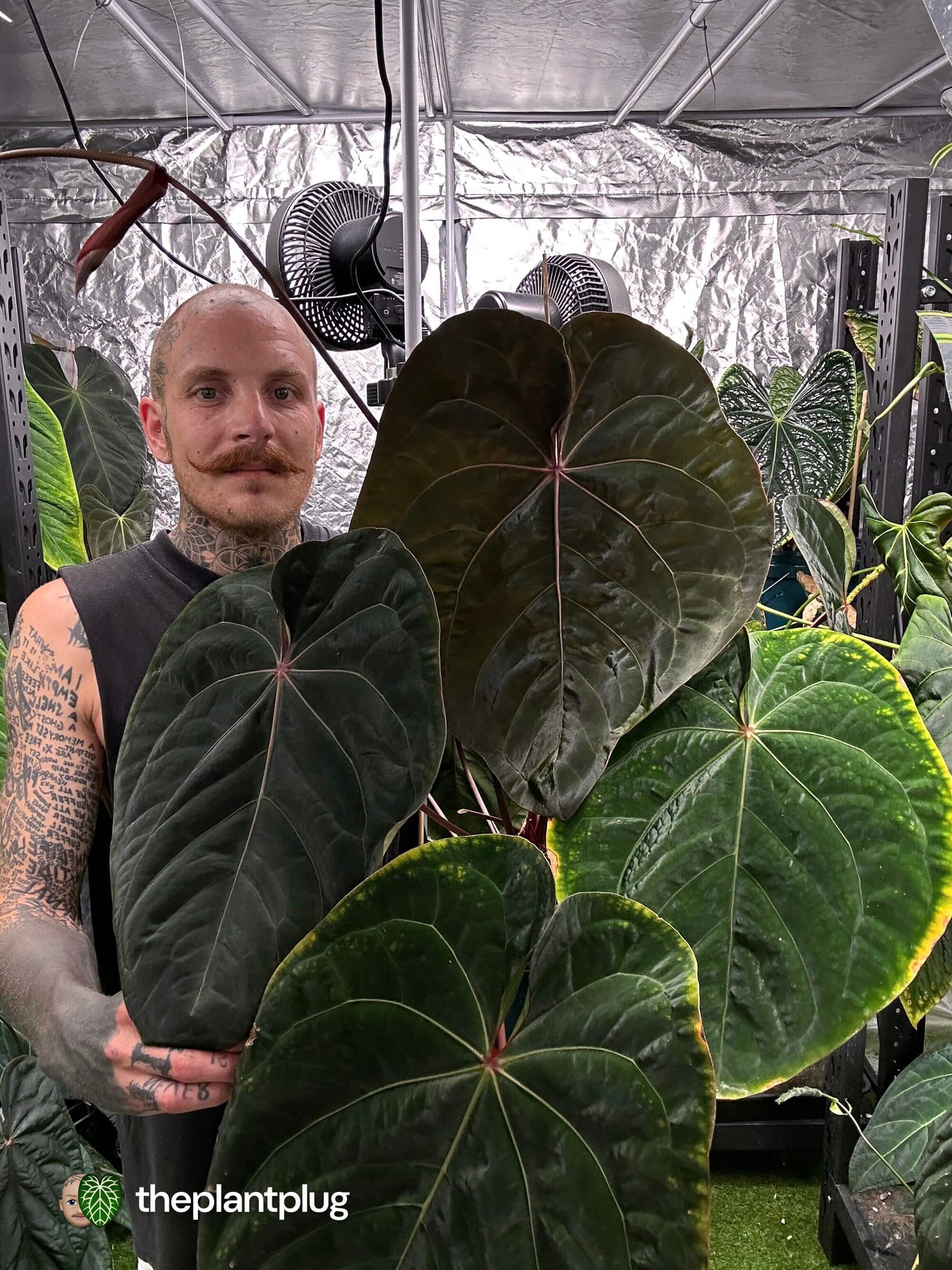 Anthurium Bloodmoon x luxurians • germinated seeds