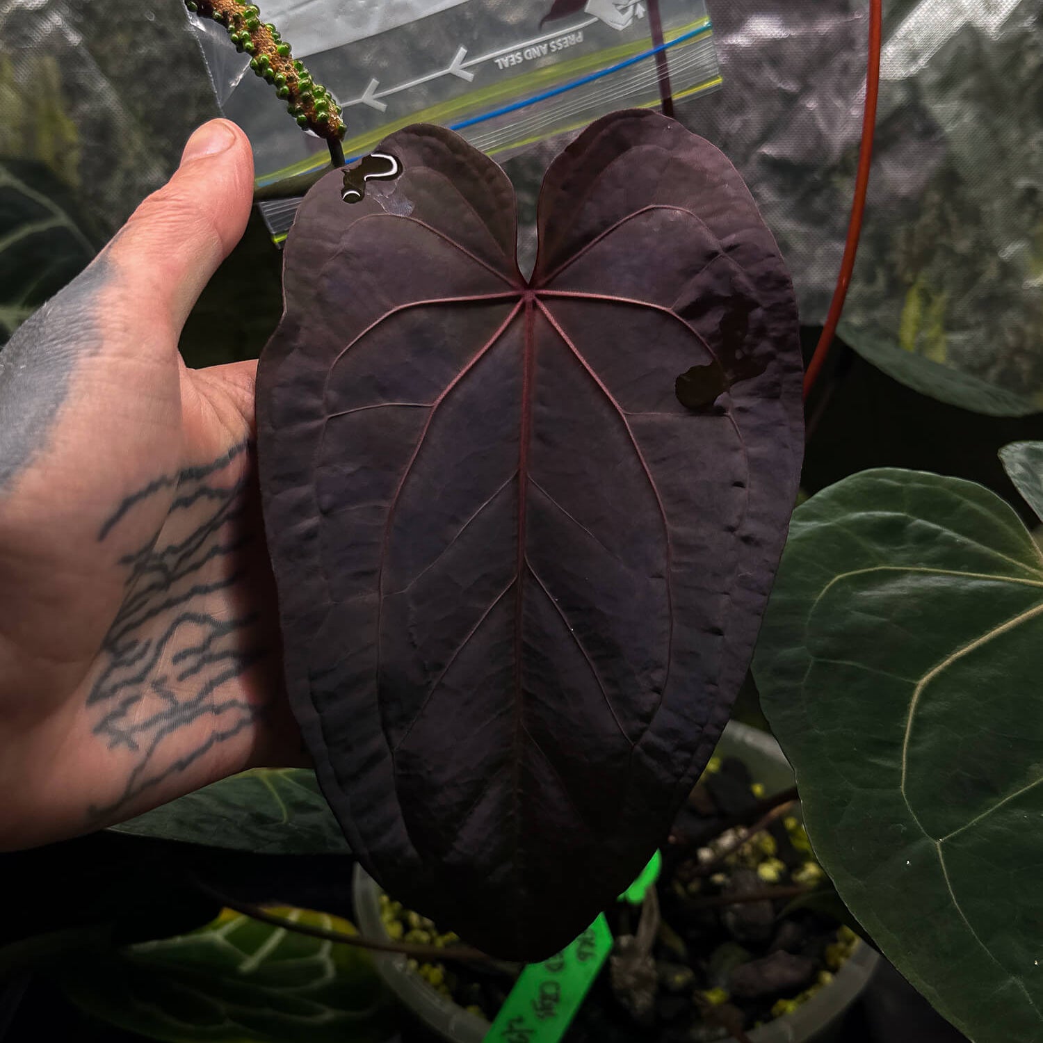 anthurium ruby Anthurium Ruby Zoisite x 'Jayda' • germinated seeds – The Plant Plug