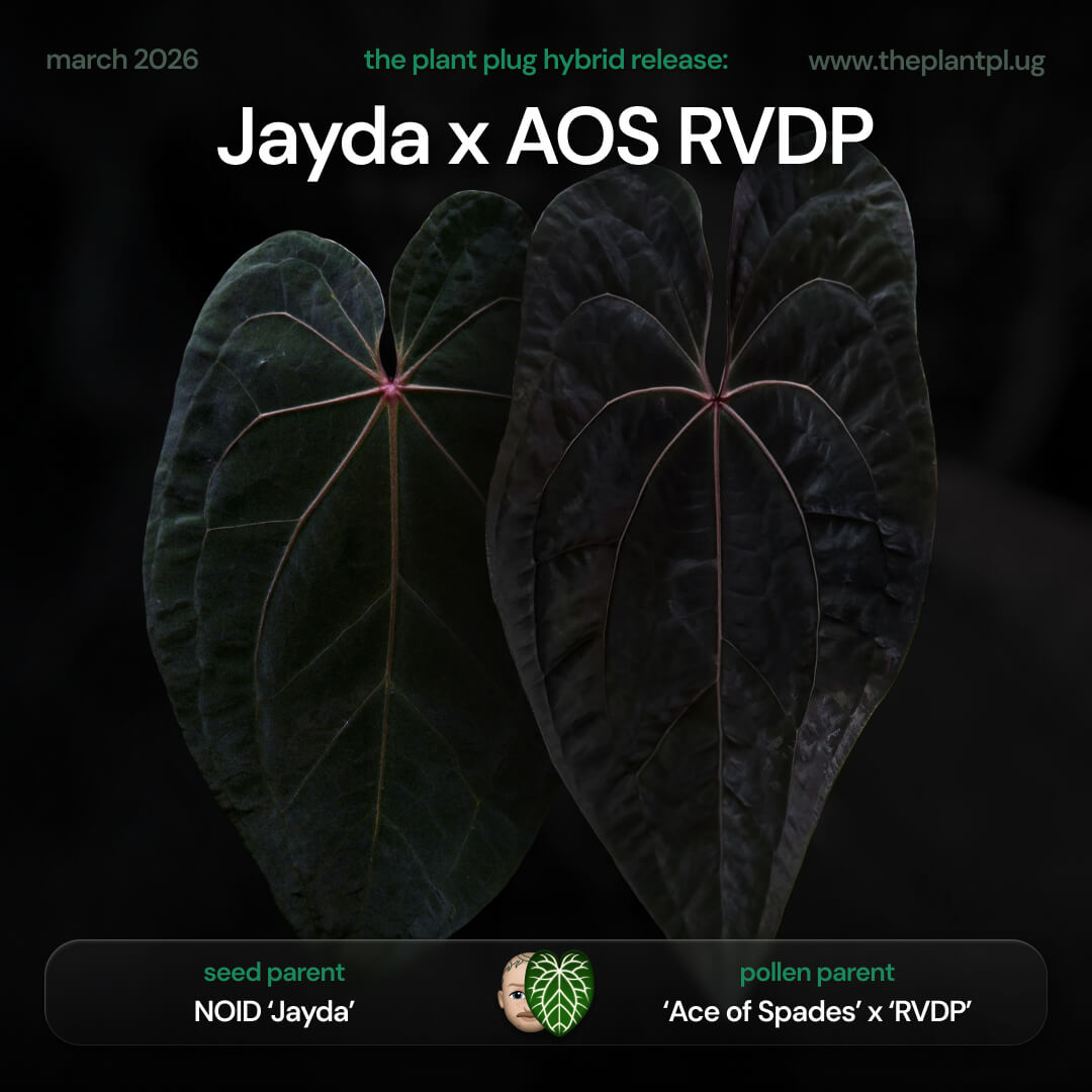 Anthurium Jayda x Ace Of Spades RVDP • germinated seeds
