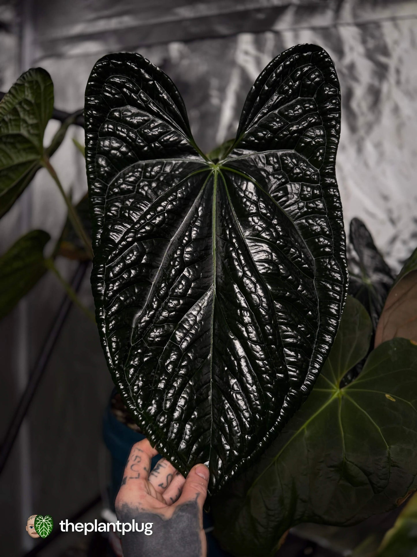 Anthurium Bloodmoon x luxurians • germinated seeds