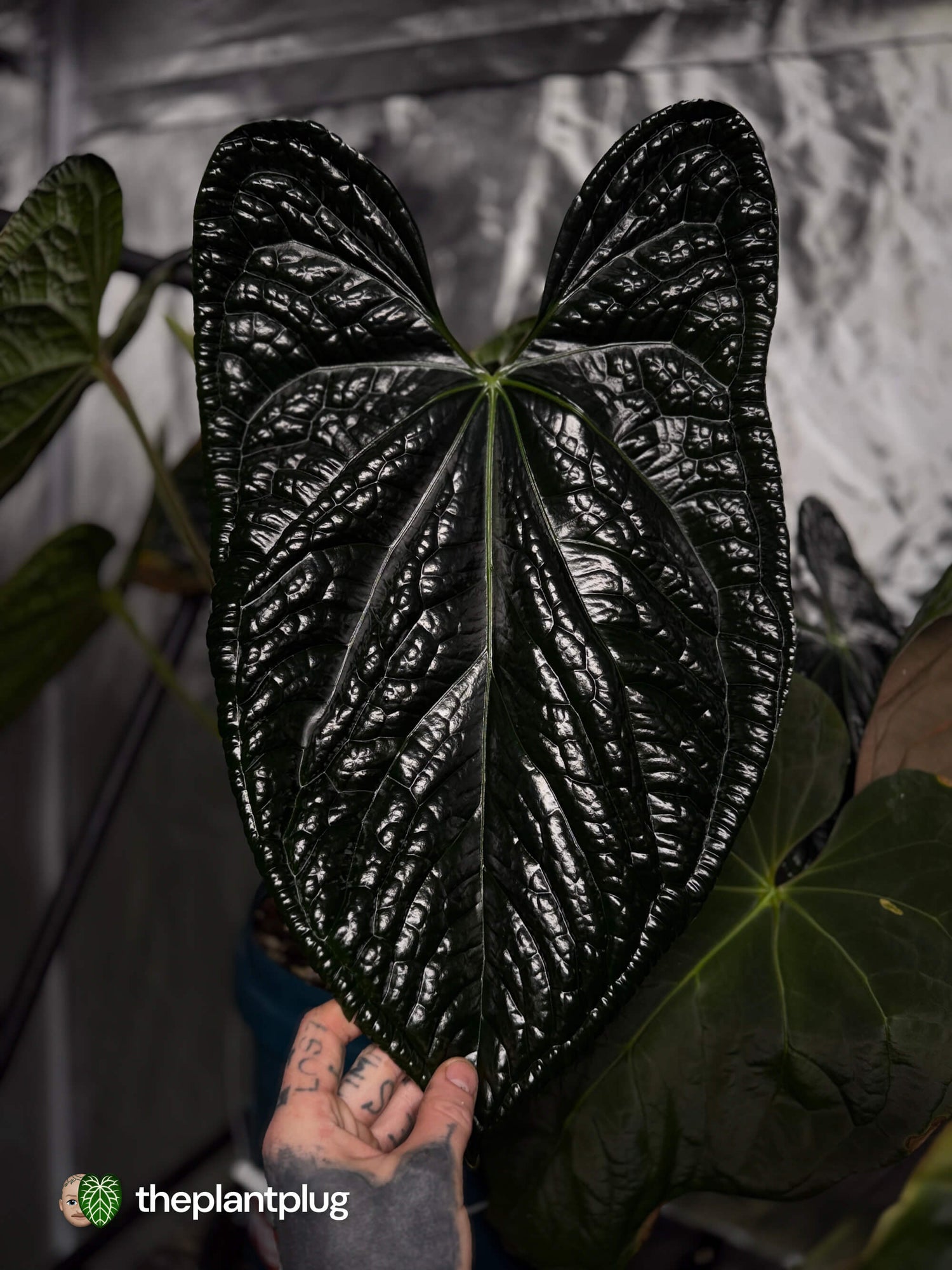Anthurium Bloodmoon x luxurians • germinated seeds