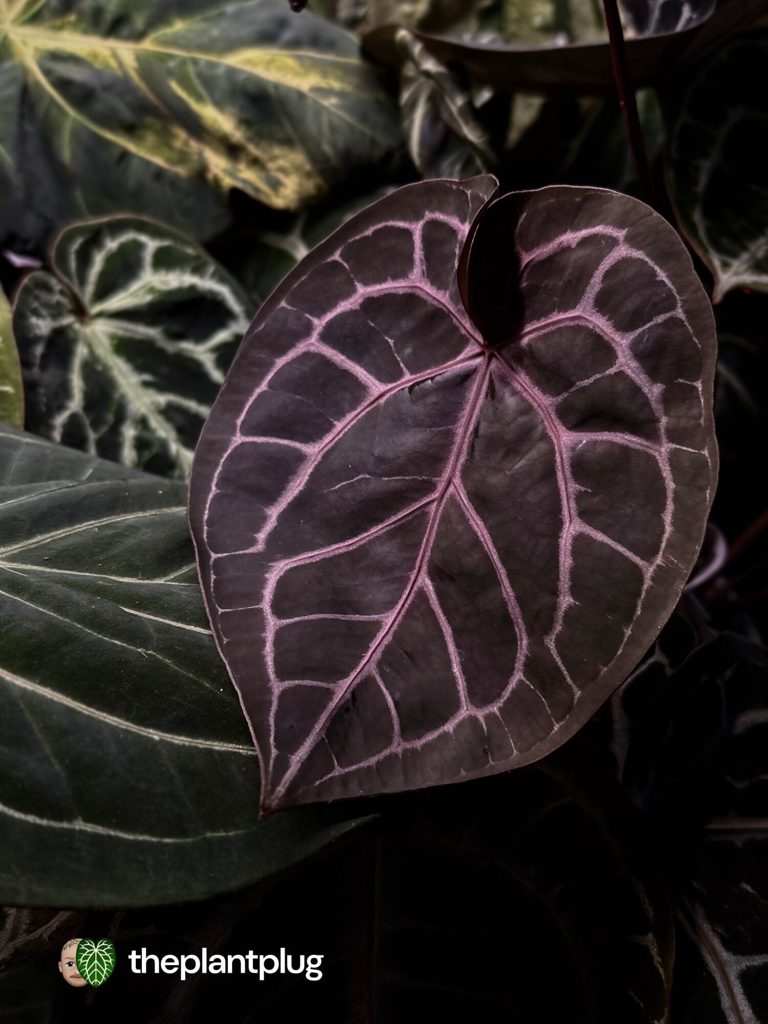 Anthurium Michelle x (Silver Blush x Red Crystal) • germinated