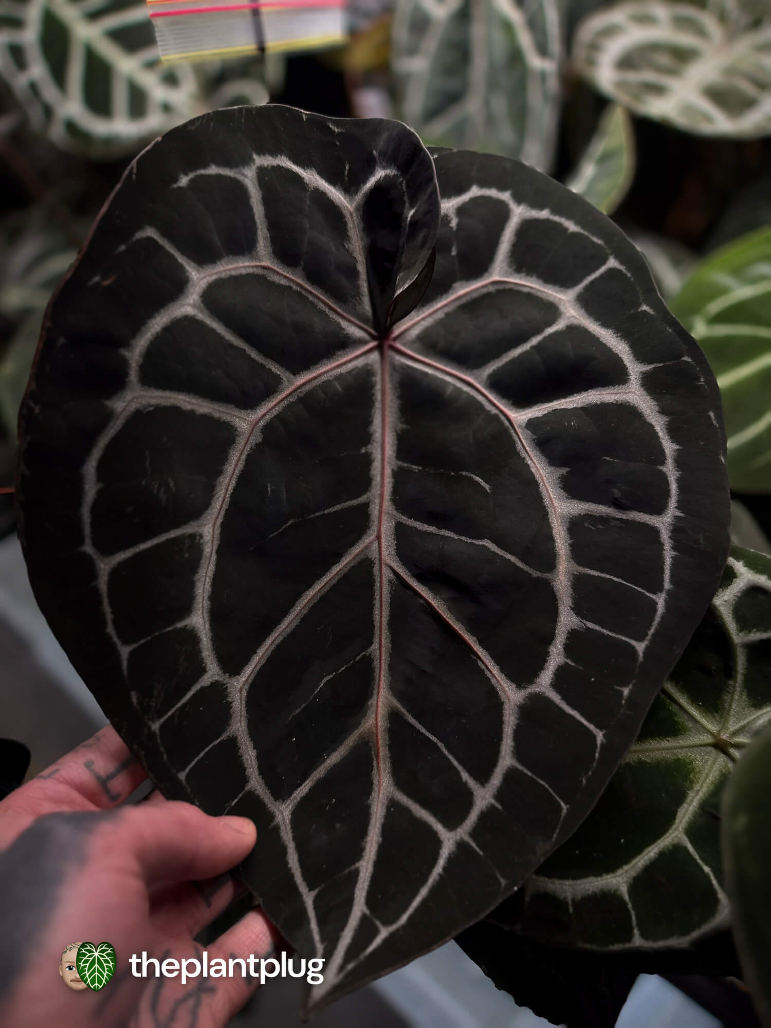 Anthurium Michelle x (Silver Blush x Red Crystal) • germinated