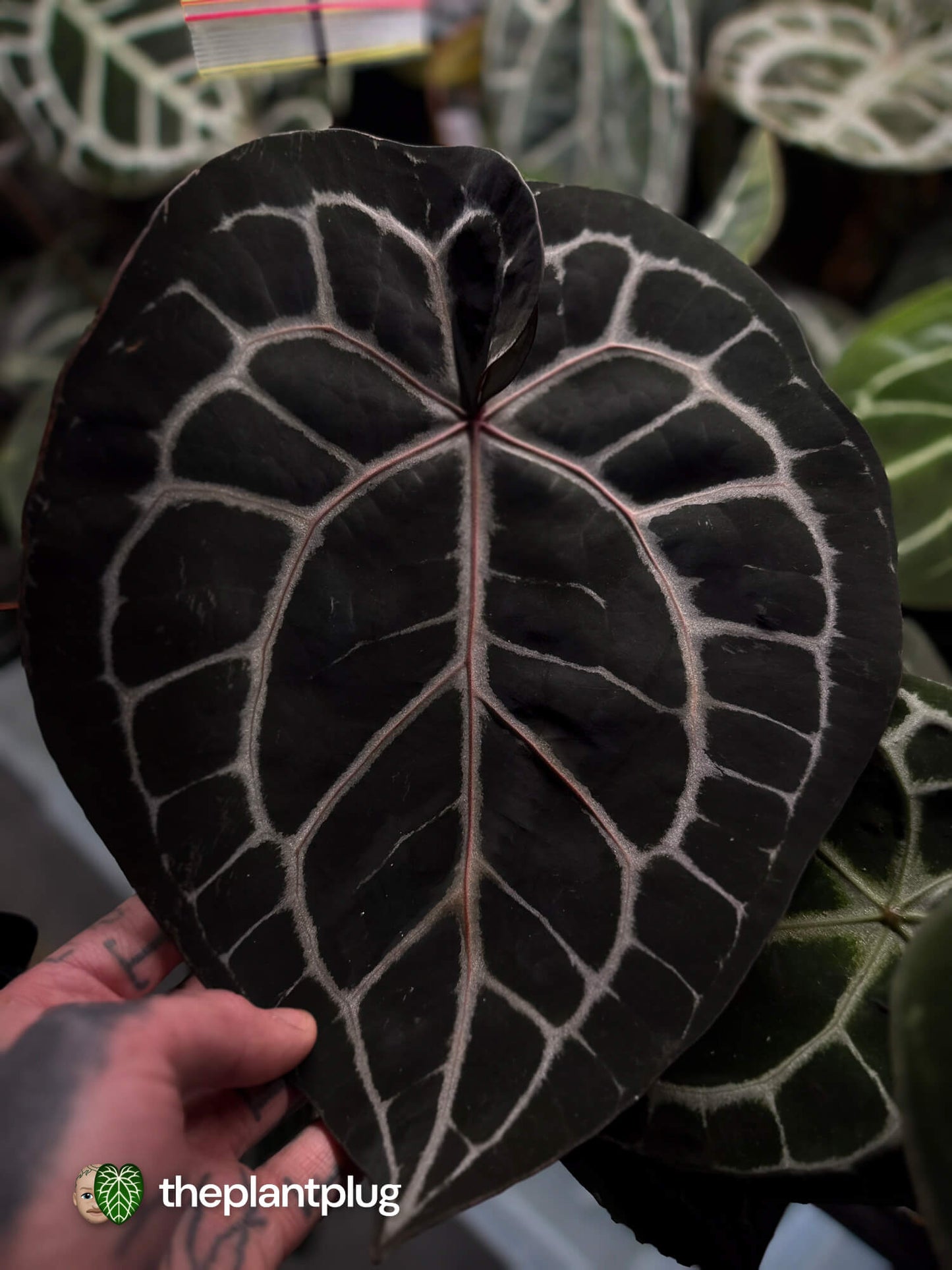 Red Crystal Tezula x Michelle f2 • germinated seeds