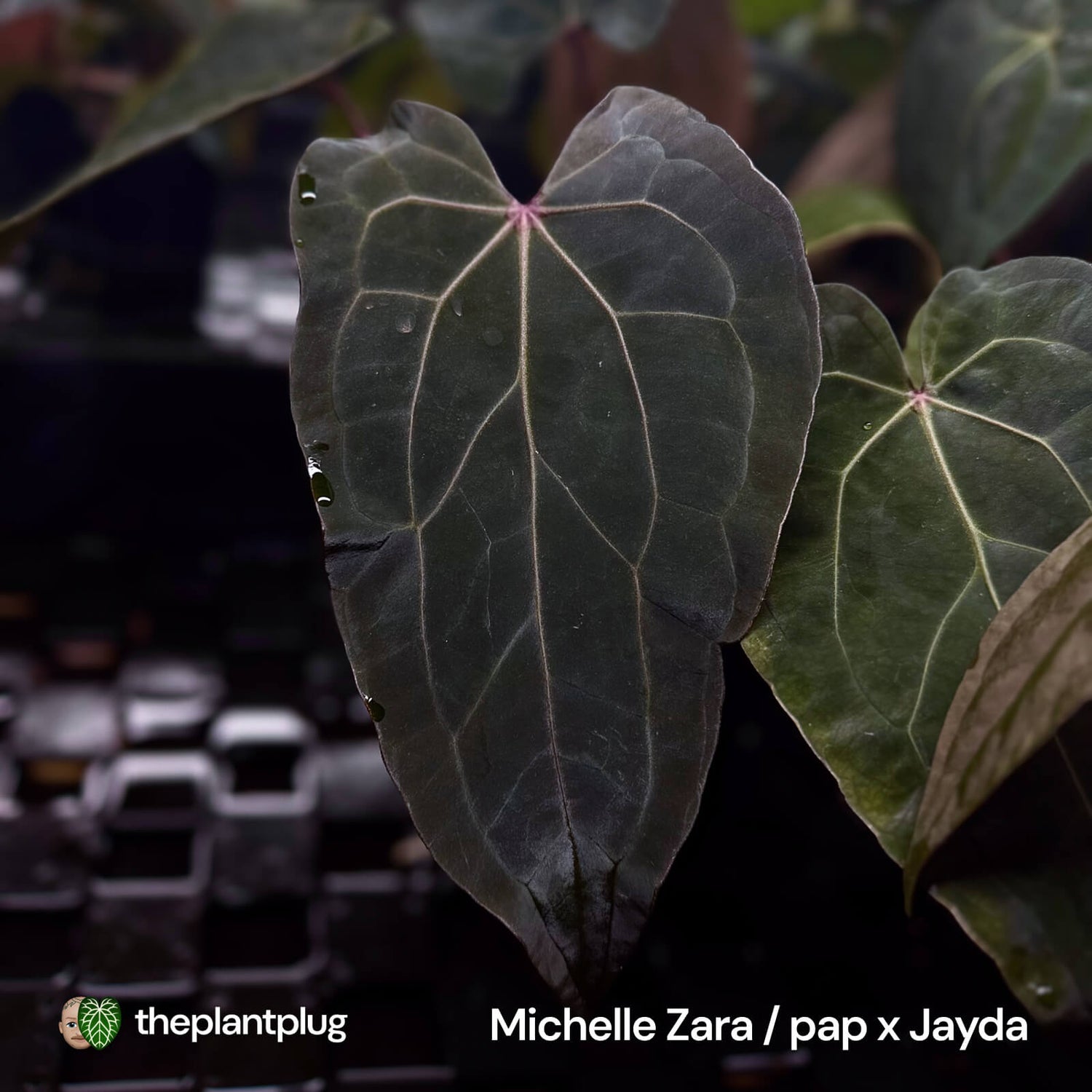 Anthurium Jayda x Ace Of Spades RVDP • germinated seeds