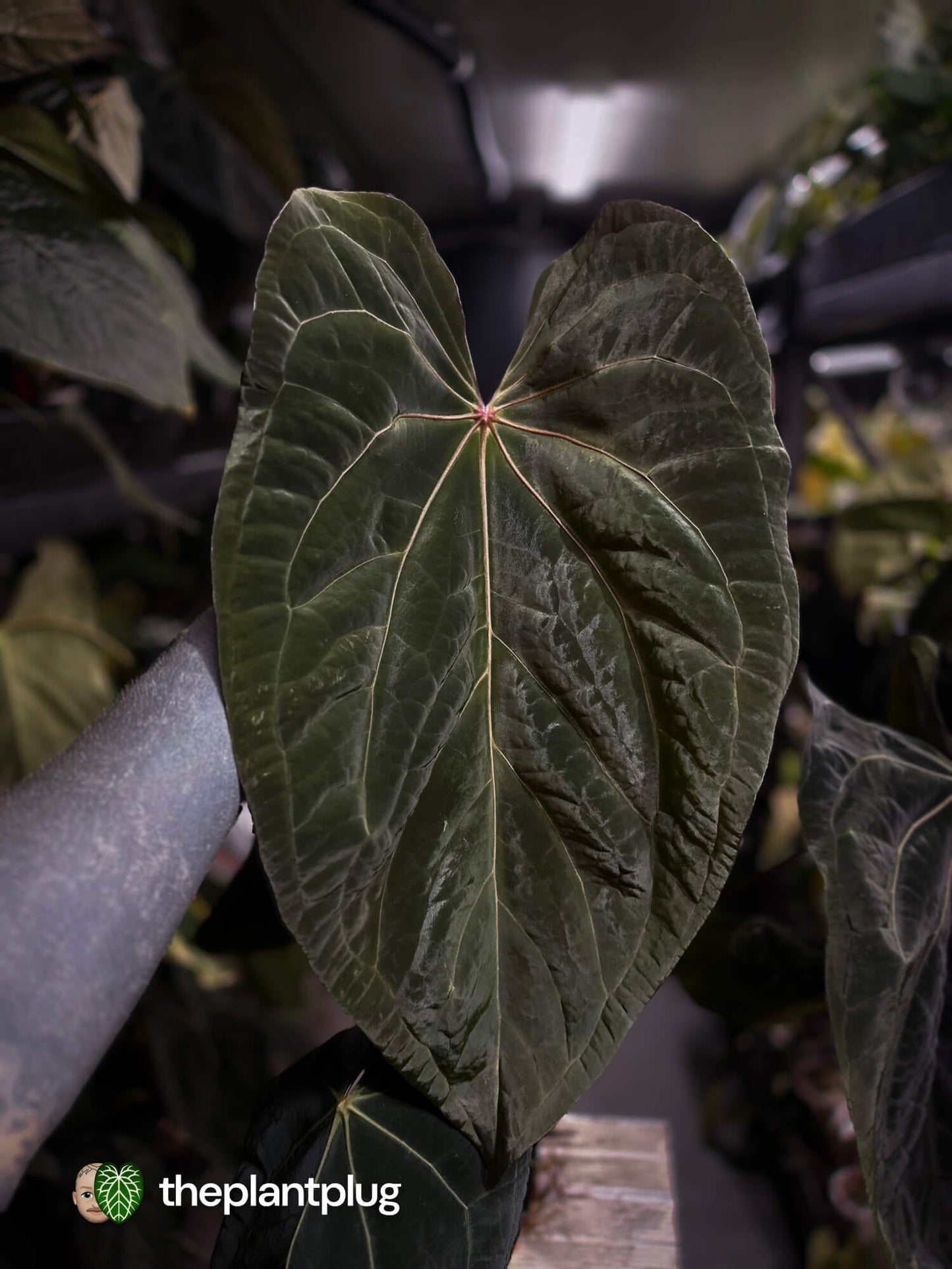 Anthurium Midnight Owl x • germinated seeds