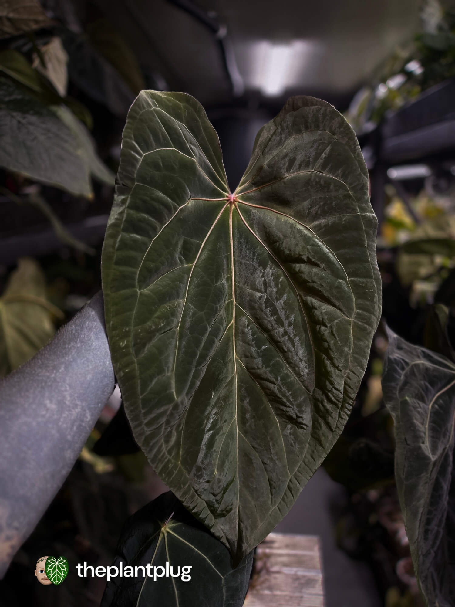 Anthurium Midnight Owl x • germinated seeds