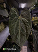 Anthurium Midnight Owl x • germinated seeds