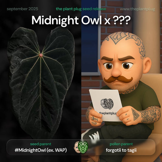 Anthurium Midnight Owl x • germinated seeds