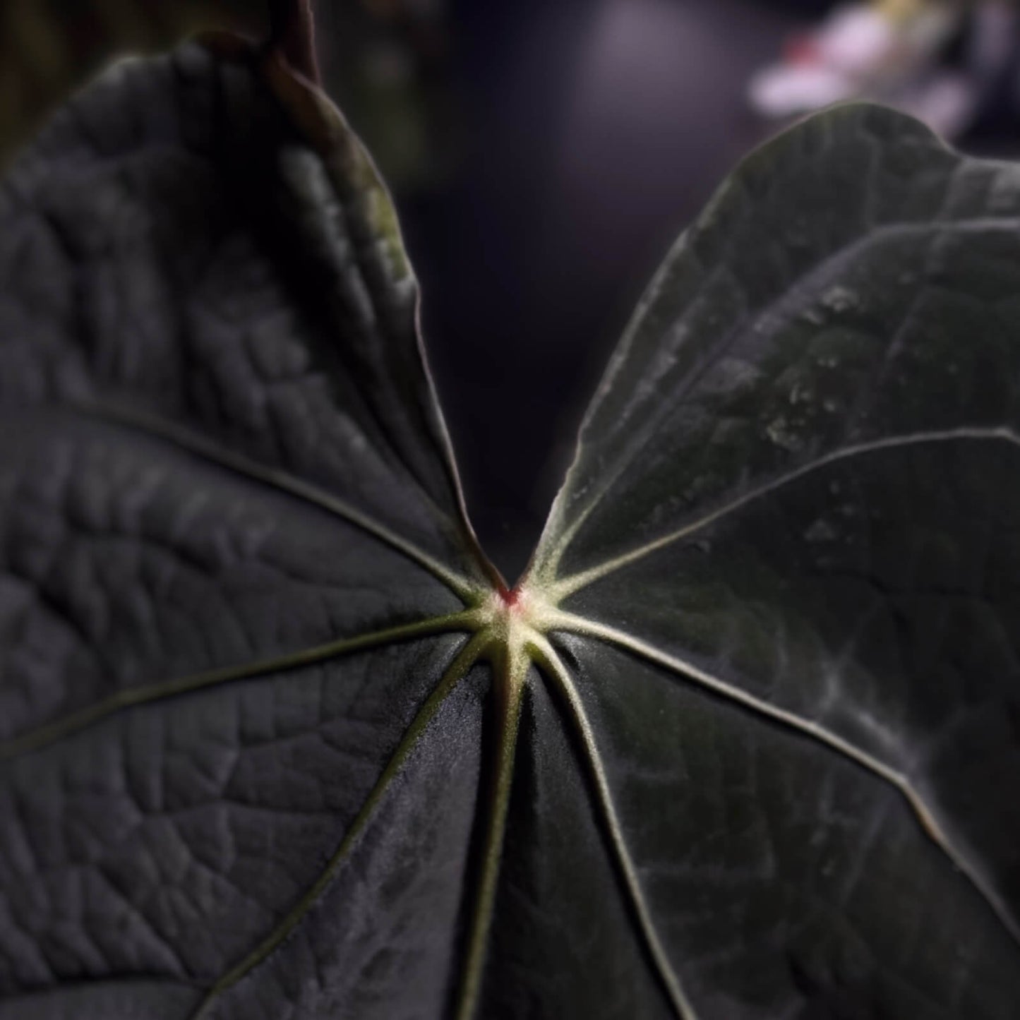 Midnight Tequila x pap papcarla • germinated seeds