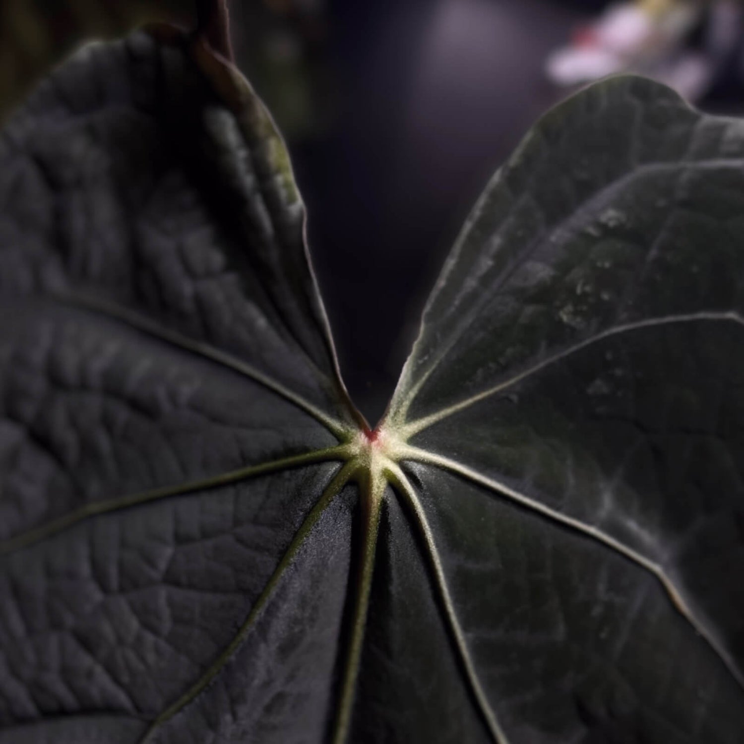 Midnight Tequila x pap papcarla • germinated seeds