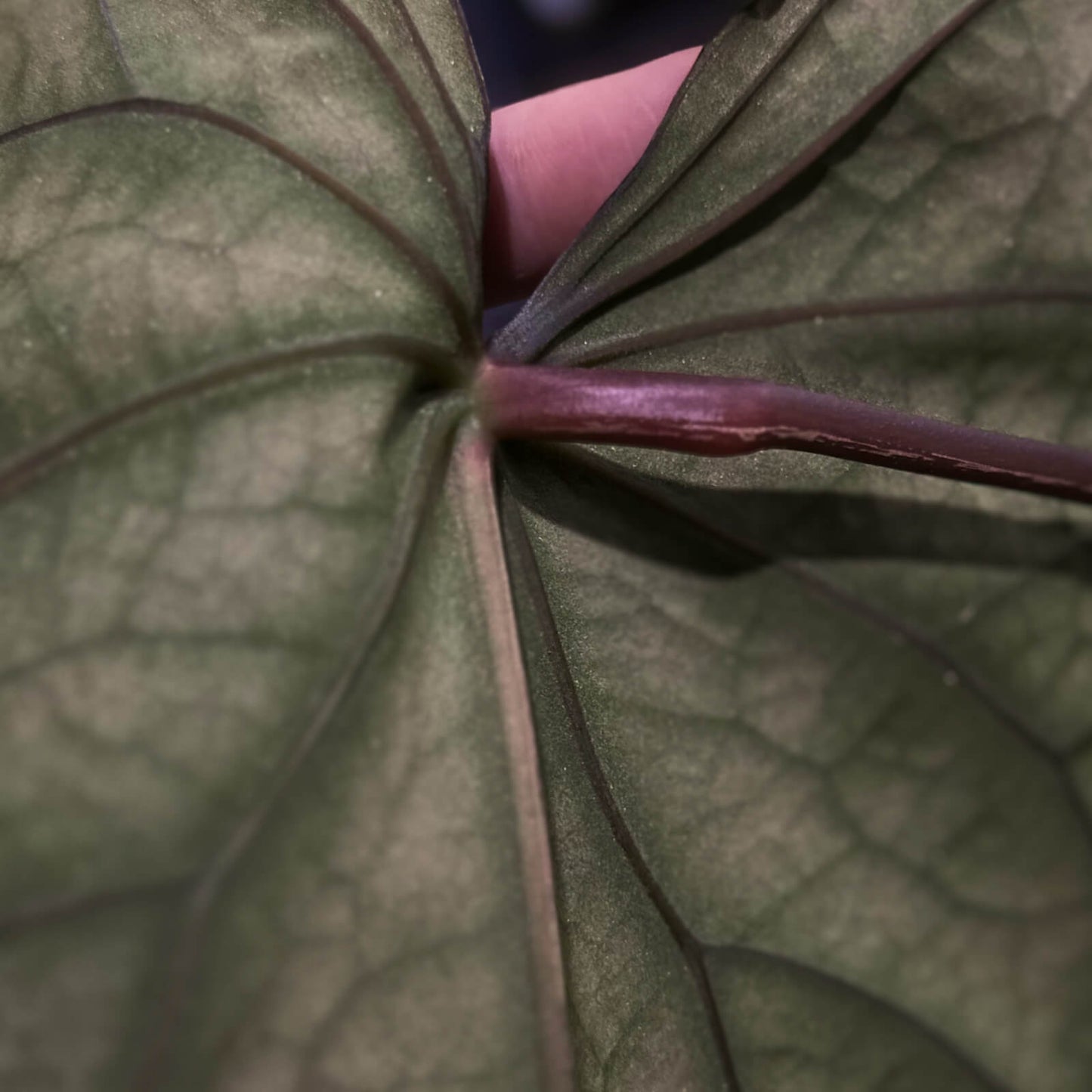 Midnight Tequila x pap papcarla • germinated seeds