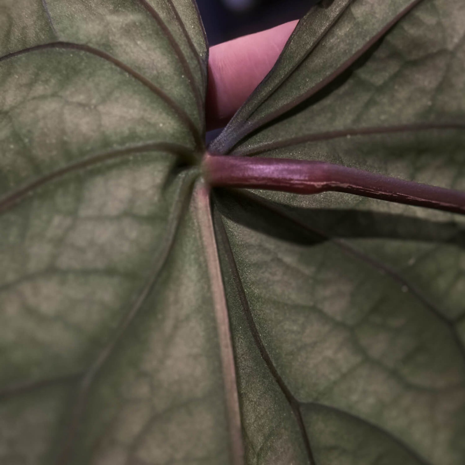 Midnight Tequila x pap papcarla • germinated seeds