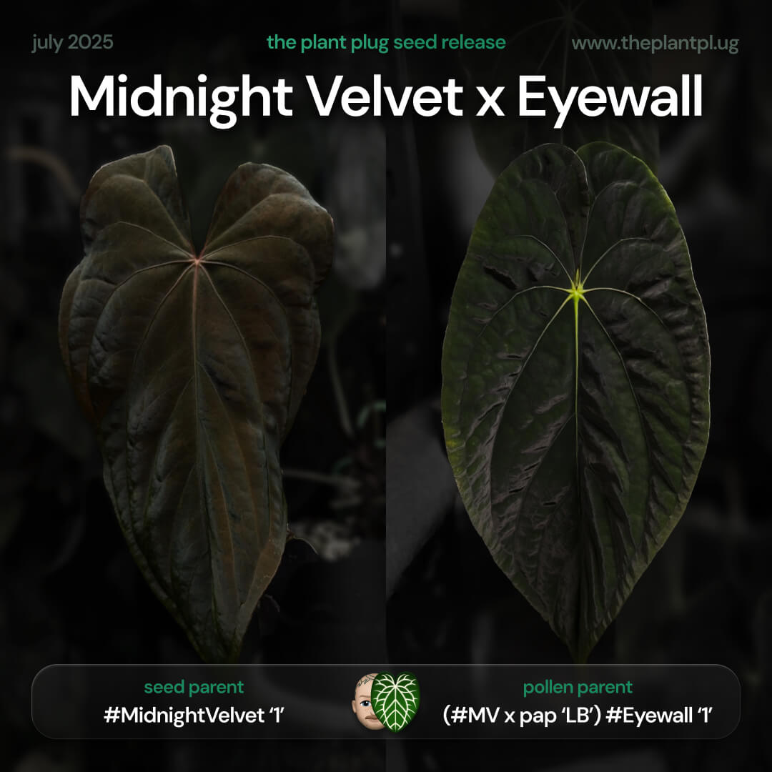Anthurium Midnight Velvet x Eyewall • germinated seeds