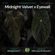 Anthurium Midnight Velvet x Eyewall • germinated seeds