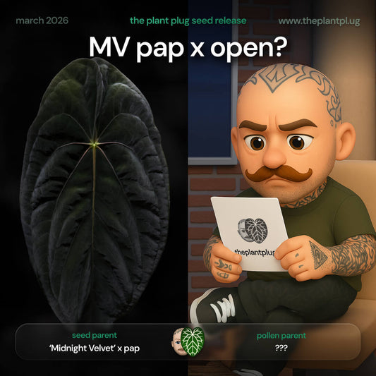 Anthurium Midnight Velvet pap x open • germinated seeds