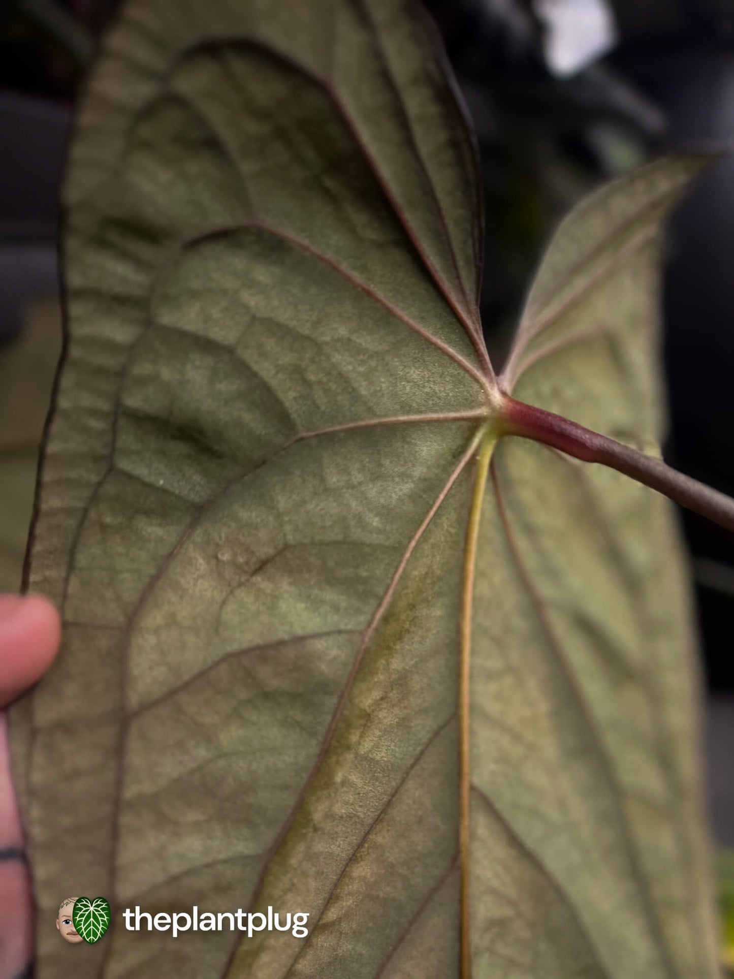 Anthurium Misery Business x Jayda • germinated seeds