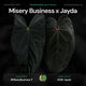 Anthurium Misery Business x Jayda • germinated seeds