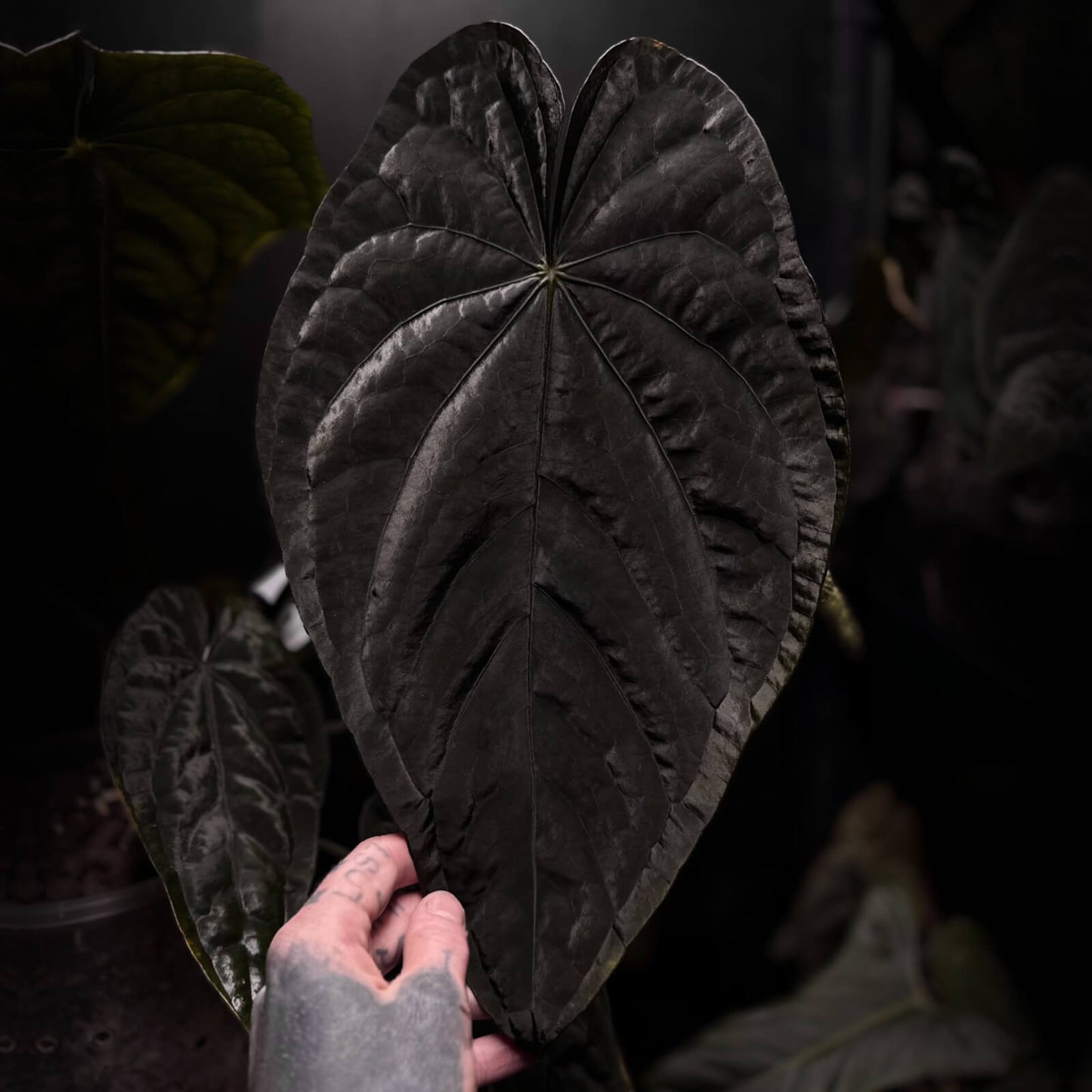 Anthurium MP Dress x BC pap • germinated seeds