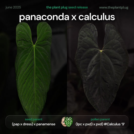 Anthurium Panaconda x Calculus • germinated seeds