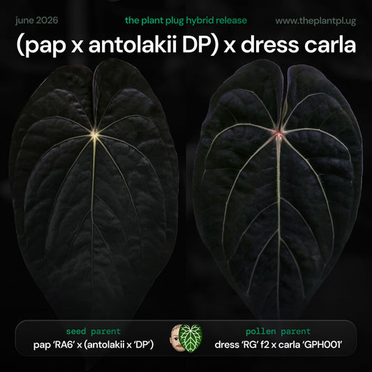 Anthurium (pap x antolakii Dark Phoenix) x dress carla • germinated seeds
