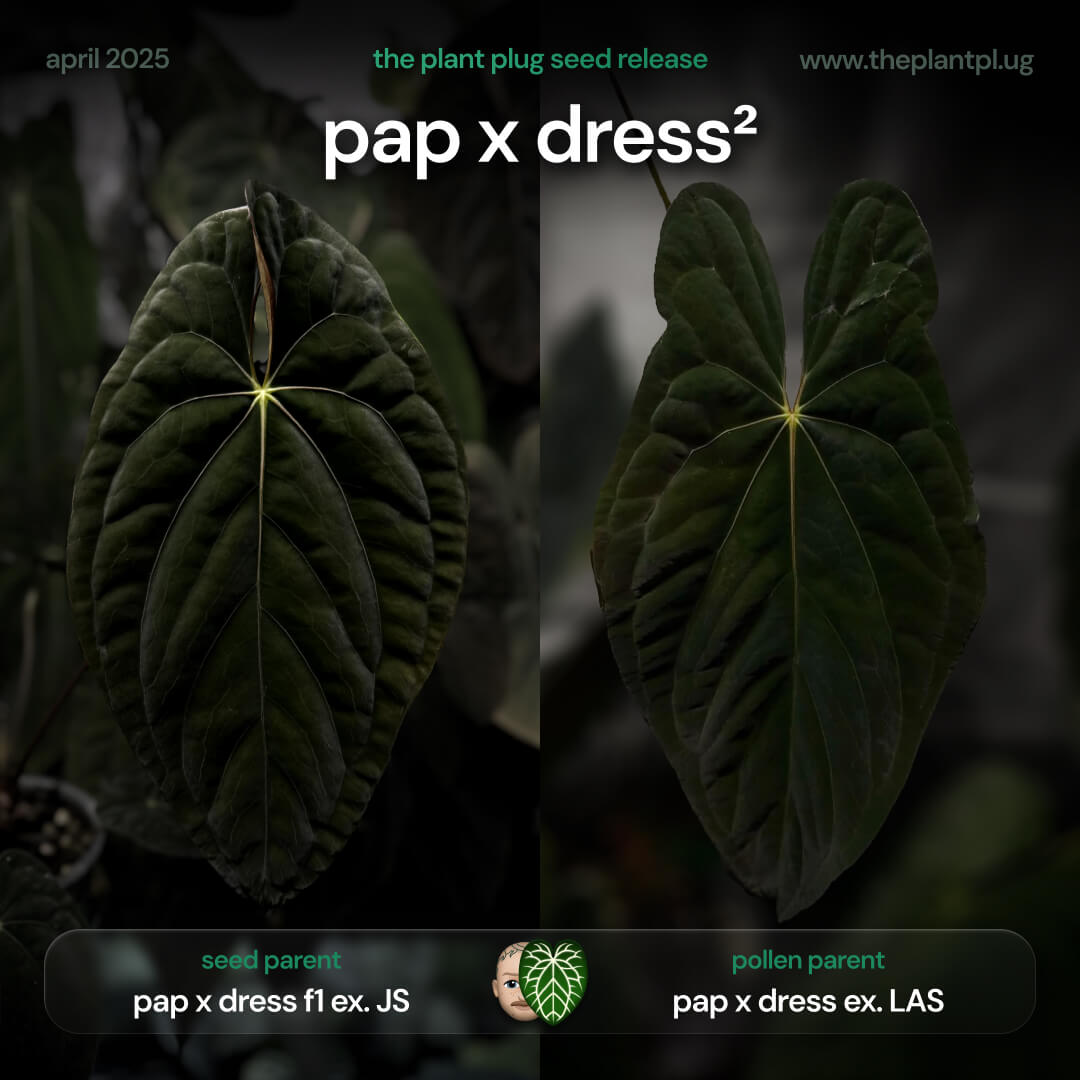 Anthurium (pap x dress JS) x (pap x dress LAS)  • germinated seeds