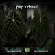 Anthurium (pap x dress JS) x (pap x dress LAS)  • germinated seeds