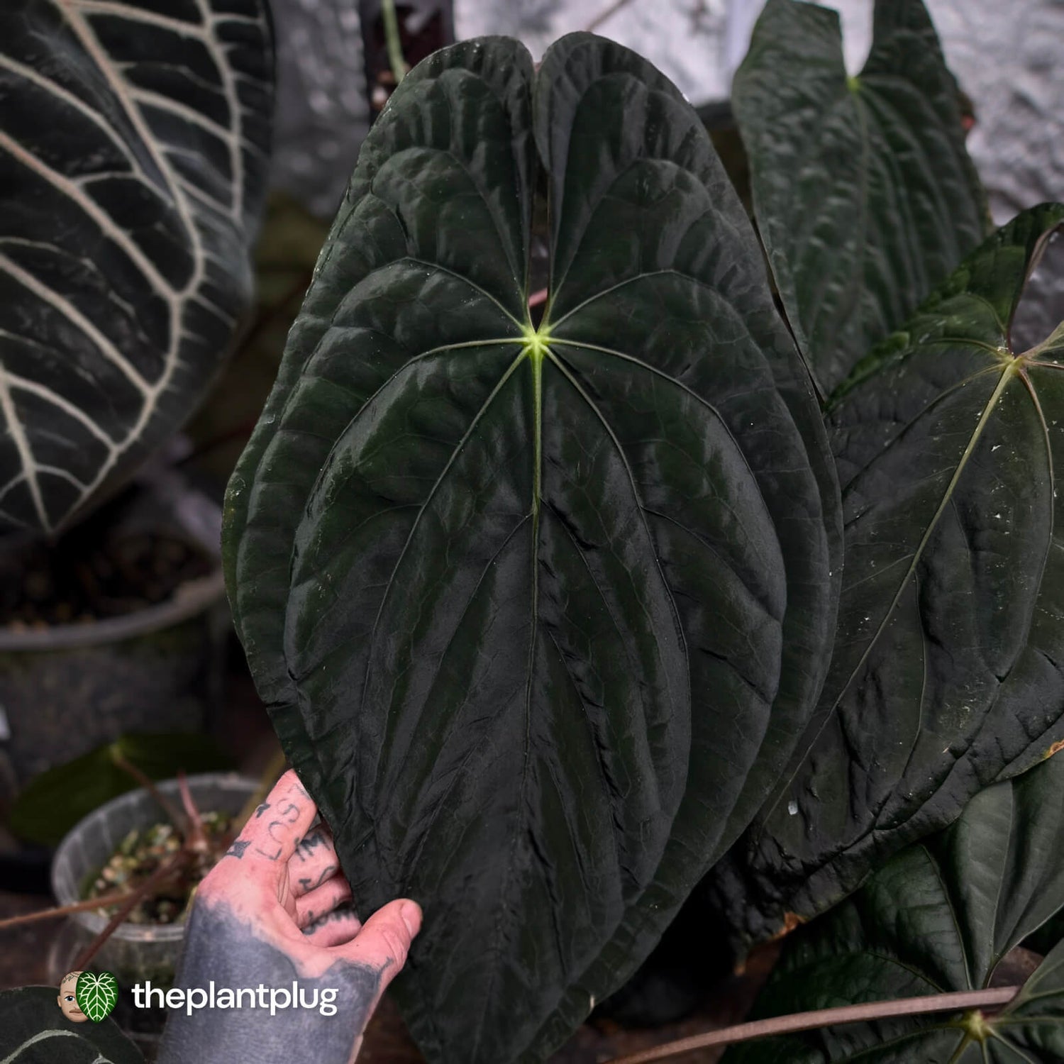 pap dress x Bloodmoon • germinated seeds