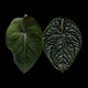 Anthurium ((pap x dress) x 'Waddle Noid') x luxurians