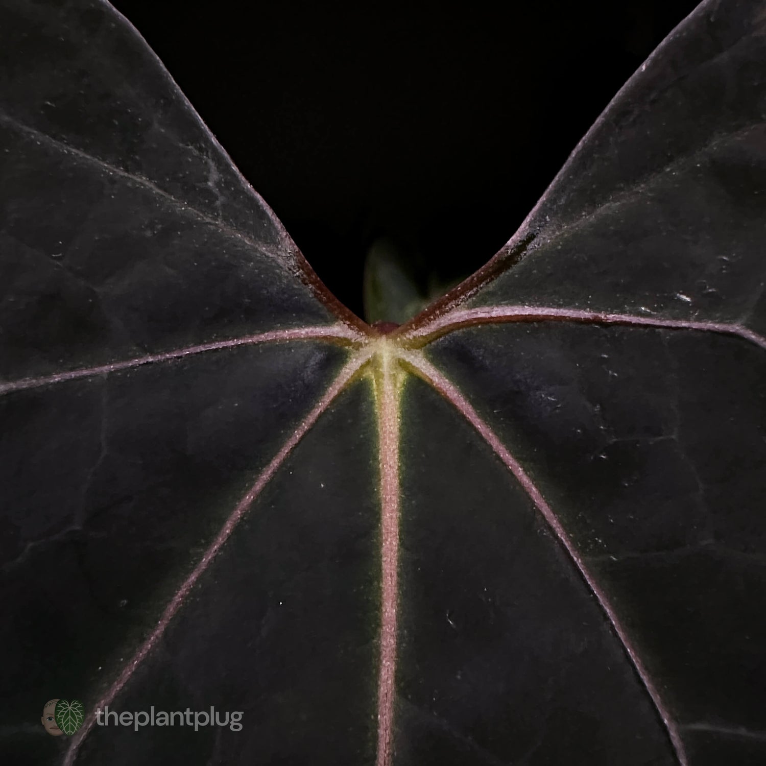 Midnight Tequila x pap papcarla • germinated seeds