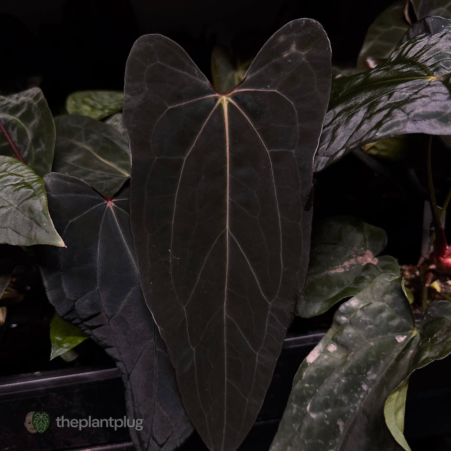 Midnight Tequila x pap papcarla • germinated seeds