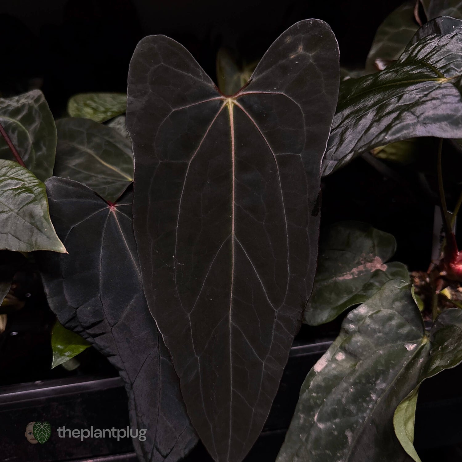 Midnight Tequila x pap papcarla • germinated seeds