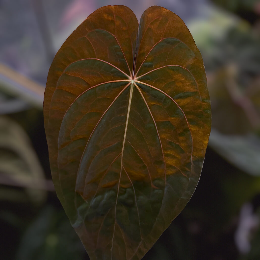 Anthurium (pap x antolakii Dark Phoenix) x dress carla • germinated seeds