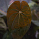Anthurium (pap x antolakii Dark Phoenix) x dress carla • germinated seeds