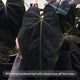 Anthurium forg pap variegated x pap bess • germinated seeds